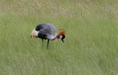 Balearica regulorum regulorum