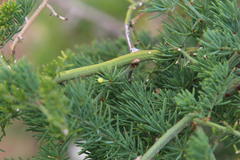 Asparagus multiflorus