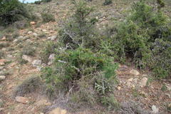 Asparagus multiflorus