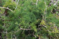 Asparagus multiflorus