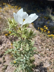 Argemone echinata