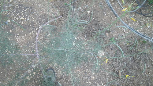 Cleome angustifolia (Cleome angustifolia)