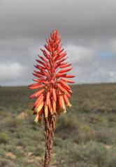 Aloe khamiesensis