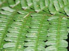Dryopteris affinis borreri