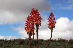 Aloe khamiesensis