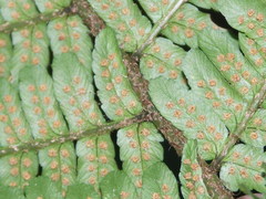 Dryopteris affinis borreri