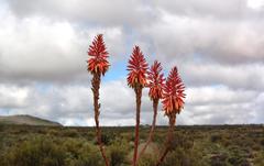Aloe khamiesensis