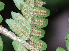 Dryopteris affinis borreri