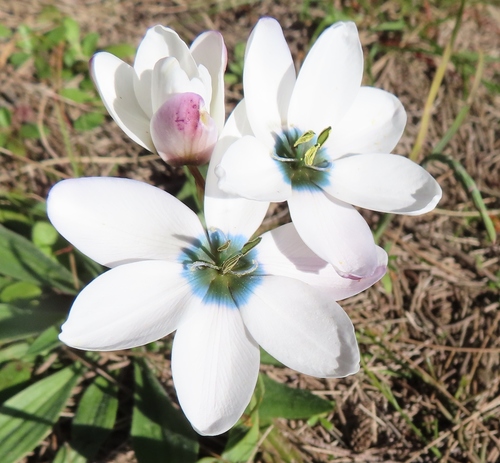 Ixia versicolor