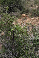 Rhoicissus tridentata tridentata