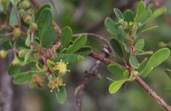 Rhoicissus tridentata tridentata