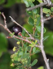 Rhoicissus tridentata tridentata
