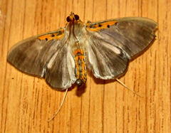 Filodes costivitralis