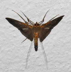 Filodes costivitralis