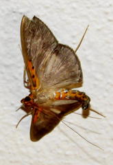 Filodes costivitralis