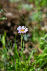 Erigeron eriocalyx