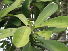 Euphorbia nivulia