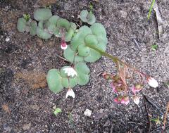 Crassula capensis capensis