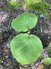 Viburnum lantanoides
