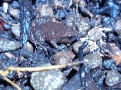 Austrochaperina robusta