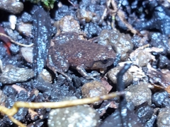 Austrochaperina robusta