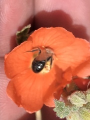 Calliopsis subalpina