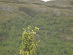 Motacilla flava thunbergi