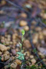 Pterostylis crispula