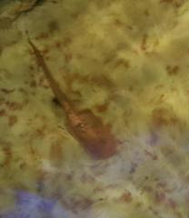 Heleophryne purcelli