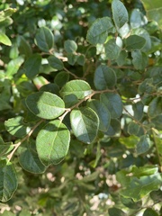 Loropetalum