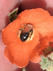 Calliopsis subalpina