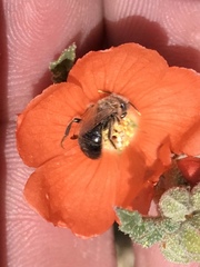 Calliopsis subalpina