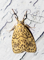 Pseudobarsine bombdilensis