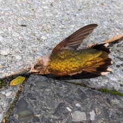 Archilochus colubris