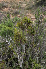 Diospyros scabrida cordata