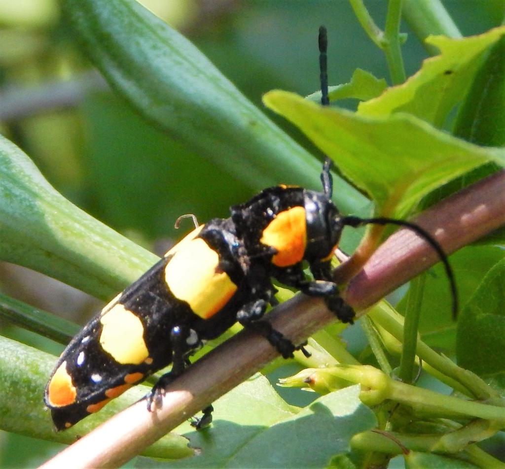 Tragocephala formosa