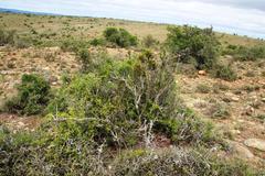 Diospyros scabrida cordata