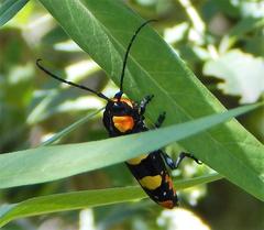 Tragocephala formosa
