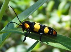Tragocephala formosa