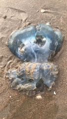 Dactyliophorae