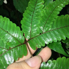 Pteris setulosocostulata