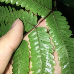 Pteris setulosocostulata