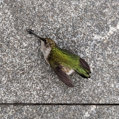 Archilochus colubris