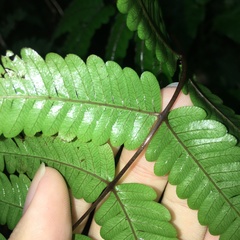 Pteris setulosocostulata