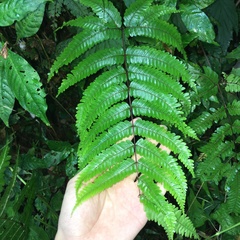 Pteris setulosocostulata
