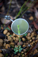 Pterostylis crispula