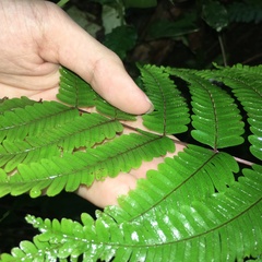 Pteris setulosocostulata
