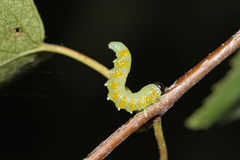 Pristiphora testacea