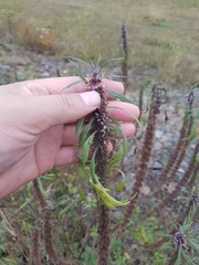 Leonurus glaucescens