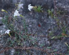Prismatocarpus lycopodioides lycopodioides